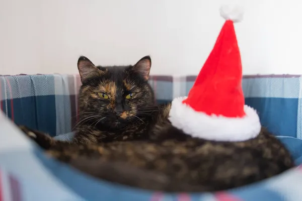 Ładny kot w Santa Claus kapelusz przeciwko niewyraźne lights Christmas. — Zdjęcie stockowe
