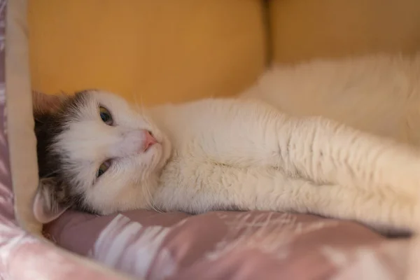 Gato relaxa e sonha em uma cama. — Fotografia de Stock