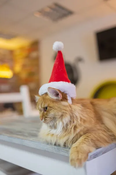 Niedliche Katze mit Weihnachtsmann-Mütze gegen verschwommene Weihnachtsbeleuchtung. — Stockfoto