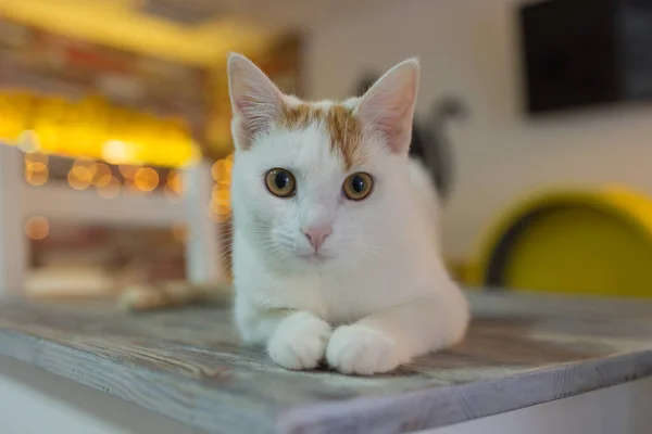 Schöne Katze sitzt zu Hause auf dem Tisch und schaut in die Kamera. Entspannung flauschig haarig gestreiftes Haustier. — Stockfoto