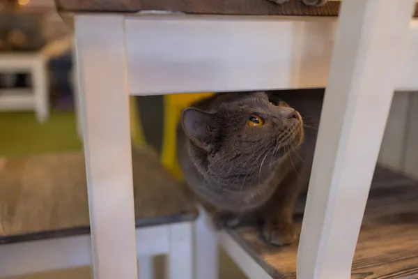 Gato bonito sentado na cadeira branca no quarto, close-up. — Fotografia de Stock