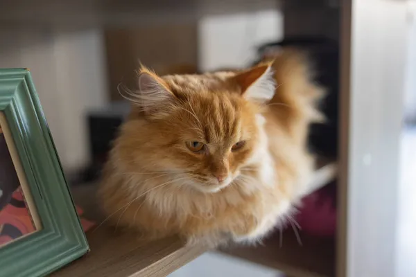 Schöne Katze sitzt zu Hause auf dem Tisch und schaut in die Kamera. Entspannung flauschig haarig gestreiftes Haustier. — Stockfoto