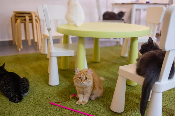 Liebenswert gestromte Katze sitzt auf Küchenboden und starrt in die Kamera. — Stockfoto