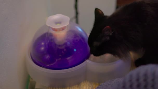 Таббі кіт зовні тримає і лиже загальну котячу іграшку . — стокове відео