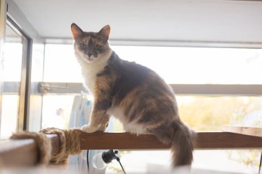 İngiliz kısa saç gümüş hamakta tembel yalan kedi gölgeli..