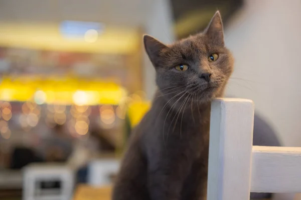 Gato bonito sentado na cadeira branca no quarto, close-up. — Fotografia de Stock