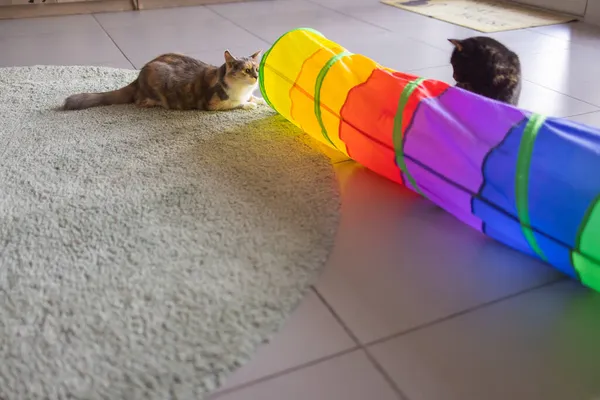 Calico Cat Framed and Alert in Cat Tunnel Toy. — Stock Photo, Image