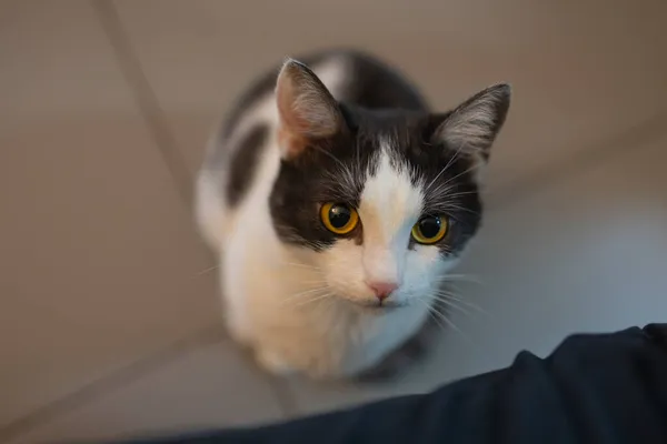 Adorável gato tabby sentado no chão da cozinha olhando para a câmera. — Fotografia de Stock