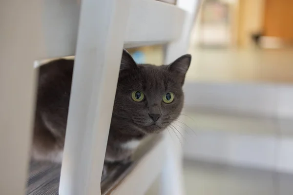 Gato bonito sentado na cadeira branca no quarto, close-up. — Fotografia de Stock