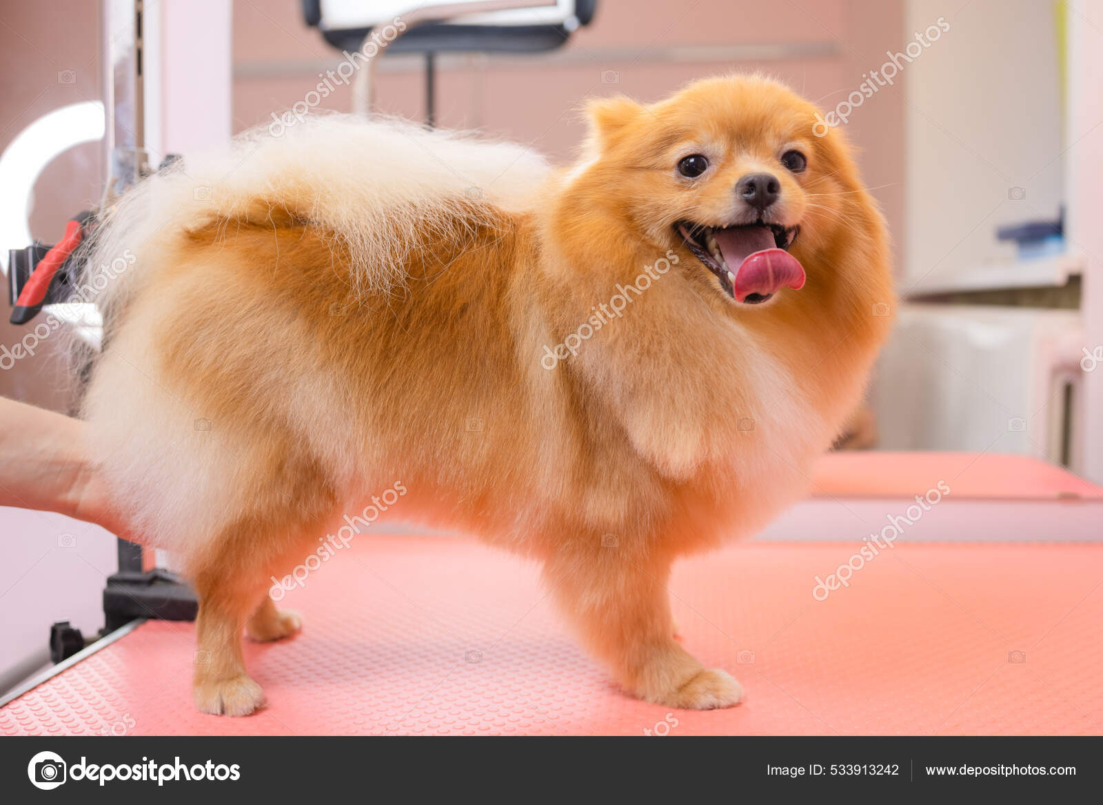 Haircut Grooming Japanese Spitz Haircut For Japanese Spitz Hotsell