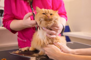 Evde beslenen hayvan güzellik salonunda damat kedi. Sihirbaz makası kesme kuyruk için kullanır..
