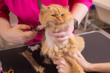 Evde beslenen hayvan güzellik salonunda damat kedi. Sihirbaz makası kesme kuyruk için kullanır..