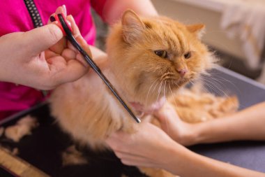 Evde beslenen hayvan güzellik salonunda damat kedi. Sihirbaz makası kesme kuyruk için kullanır..