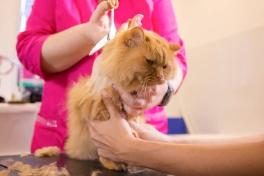 Evde beslenen hayvan güzellik salonunda damat kedi. Sihirbaz makası kesme kuyruk için kullanır..