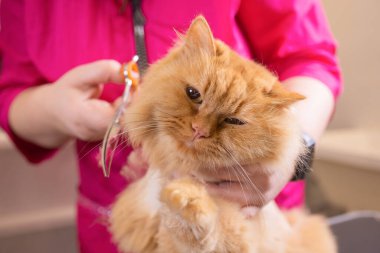 Evde beslenen hayvan güzellik salonunda damat kedi. Sihirbaz makası kesme kuyruk için kullanır..
