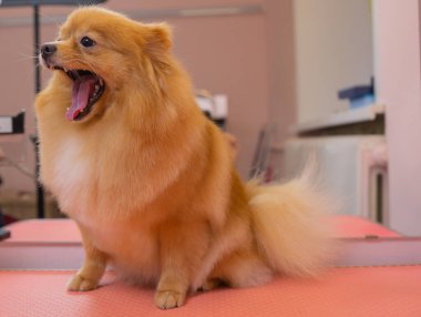 Köpekleri tımar eden Spitz Pomeranian kulübede.