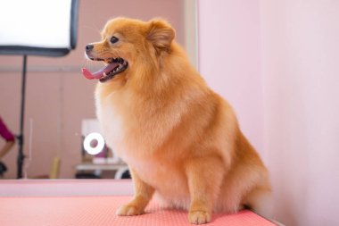 Köpekleri tımar eden Spitz Pomeranian kulübede.