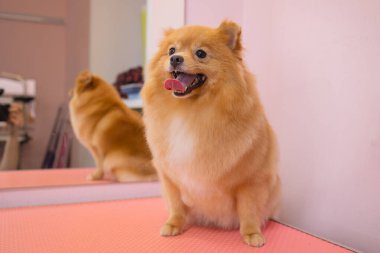 Köpekleri tımar eden Spitz Pomeranian kulübede.