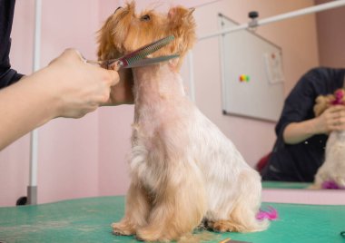 Yorkshire Teriyeri kuaförde saçını kestiriyor..