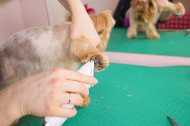 Yorkshire Teriyeri kuaförde saçını kestiriyor..