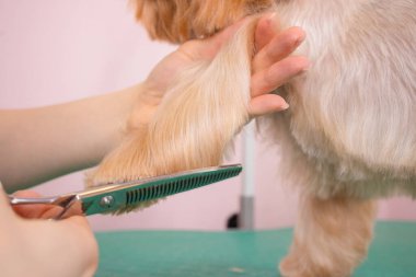 Yorkshire Teriyeri kuaförde saçını kestiriyor..