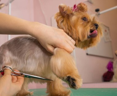 Yorkshire Teriyeri kuaförde saçını kestiriyor..