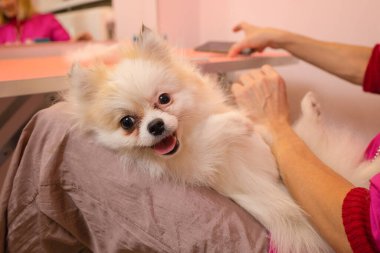 Köpekleri tımar eden Spitz Pomeranian kulübede.