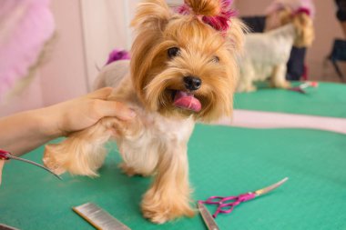 Yorkshire Teriyeri kuaförde saçını kestiriyor..