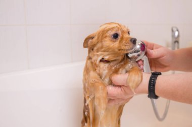 Banyoda duşun altında bir köpeği yıkamak. Tımar eden hayvanlar, tımar eden, kurutan ve şekillendiren köpekler, tarayan yünler. Bakım ustası kesiyor, tıraş oluyor, köpeğe bakıyor..