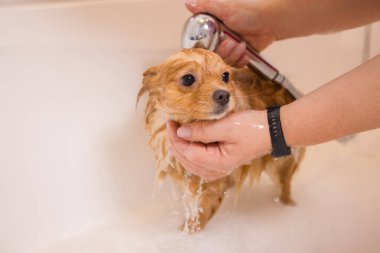 Banyoda duşun altında bir köpeği yıkamak. Tımar eden hayvanlar, tımar eden, kurutan ve şekillendiren köpekler, tarayan yünler. Bakım ustası kesiyor, tıraş oluyor, köpeğe bakıyor..