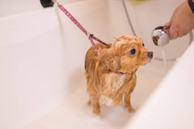 Banyoda duşun altında bir köpeği yıkamak. Tımar eden hayvanlar, tımar eden, kurutan ve şekillendiren köpekler, tarayan yünler. Bakım ustası kesiyor, tıraş oluyor, köpeğe bakıyor..