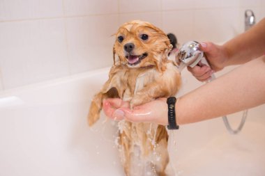 Banyoda duşun altında bir köpeği yıkamak. Tımar eden hayvanlar, tımar eden, kurutan ve şekillendiren köpekler, tarayan yünler. Bakım ustası kesiyor, tıraş oluyor, köpeğe bakıyor..