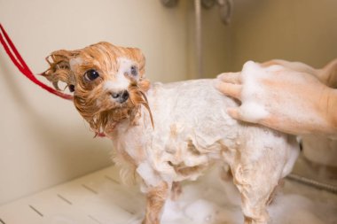 Yorkshire terrier önünde saç kesimi profesyonel kuaför yıkama. kesme önce köpek yıkama.