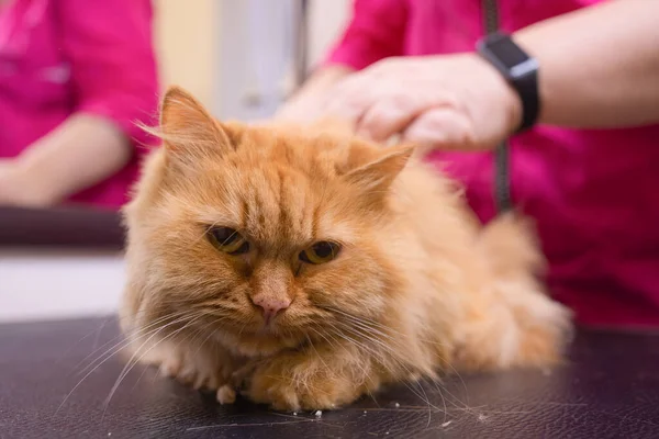 Grooming cat with tool for shedding hair. medicine, pet, animals, health care and people concept.