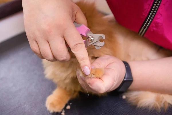 Cats getting a nail trim.Trimming cats nails.Cutting off domestic cats claws. — Stock Photo, Image