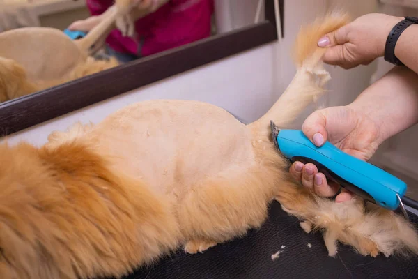 Περιποίηση γάτας με εργαλείο για σκορπίσματος της τρίχας. ιατρική, pet, ζώα, υγειονομική περίθαλψη και άνθρωποι έννοια. — Φωτογραφία Αρχείου