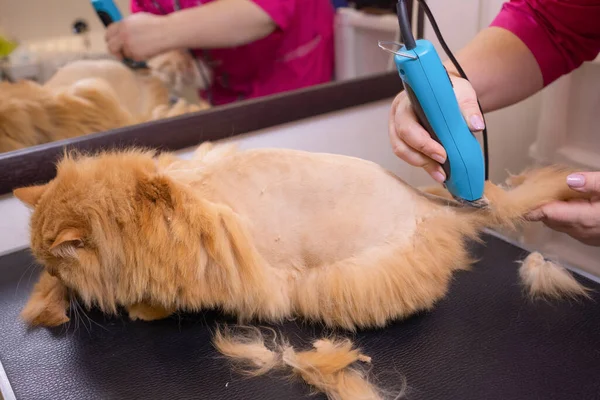 Grooming katt med verktyg för att kasta hår. medicin, pet, djur, hälsovård och människor-konceptet. — Stockfoto