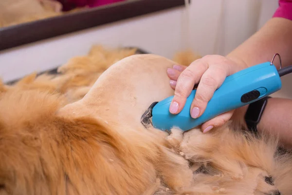 Grooming cat with tool for shedding hair. medicine, pet, animals, health care and people concept.