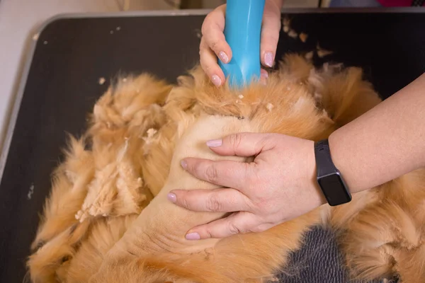 Уход за кошкой с инструментом для пролития волос. медицина, домашние животные, животные, здравоохранение и люди концепция . — стоковое фото