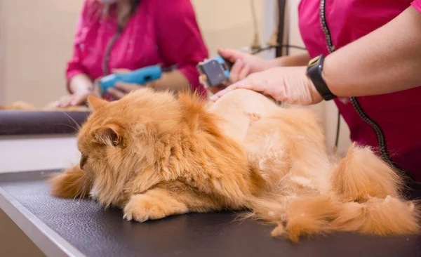 Grooming cat with tool for shedding hair. medicine, pet, animals, health care and people concept.