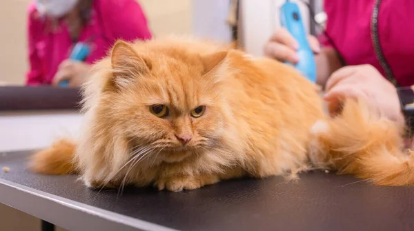 Περιποίηση γάτας με εργαλείο για σκορπίσματος της τρίχας. ιατρική, pet, ζώα, υγειονομική περίθαλψη και άνθρωποι έννοια. — Φωτογραφία Αρχείου