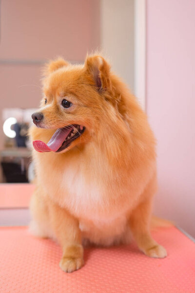 grooming dogs Spitz Pomeranian in the cabin.