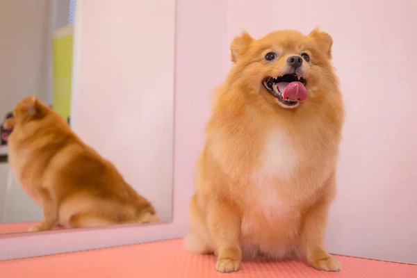Grooming dogs Spitz Pomeranian in the cabin. — Stock Photo, Image