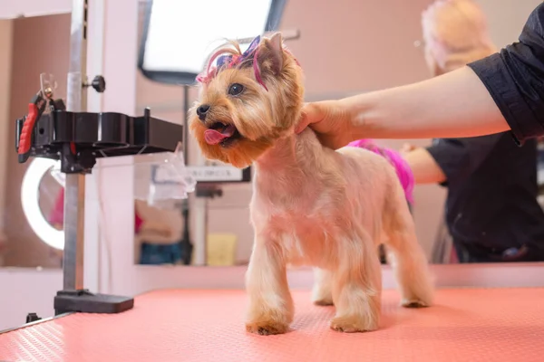 Yorkshire terrier levágatja a haját a fodrásznál.. — Stock Fotó