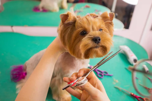 约克郡的宠物狗在美容师面前理发. — 图库照片