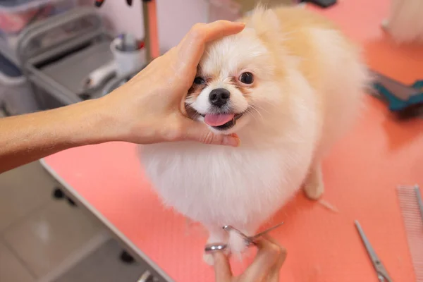 Grooming koirat Spitz Pomeranian mökissä. — kuvapankkivalokuva