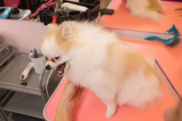 Perros de aseo Spitz Pomeranian en la cabina. —  Fotos de Stock