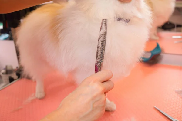 Perros de aseo Spitz Pomeranian en la cabina. —  Fotos de Stock