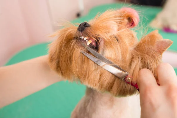 Yorkshire terrier recebendo seu cabelo cortado no groomer. — Fotografia de Stock