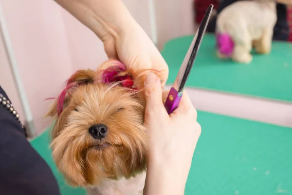 Yorkshire Terrier lässt sich beim Pfleger die Haare schneiden. — Stockfoto